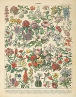 French Flower Chart Fine Art Print