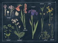 Botanical Floral Chart II Dark Blue Framed Print