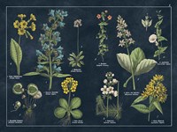 Botanical Floral Chart I Dark Blue Framed Print
