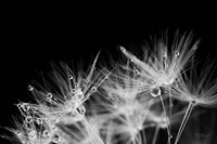 Dandelion Dewdrops II Fine Art Print