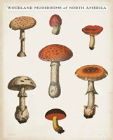 Mushroom Chart III Light Fine Art Print