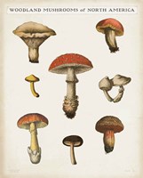 Mushroom Chart II Light Framed Print