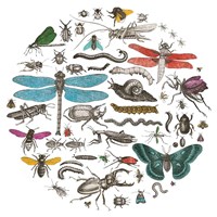 Insect Circle I Bright v2 Fine Art Print