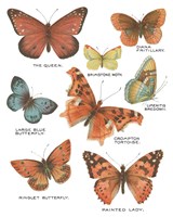 Botanical Butterflies Postcard IV White Framed Print