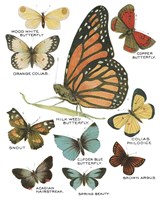 Botanical Butterflies Postcard II White Fine Art Print