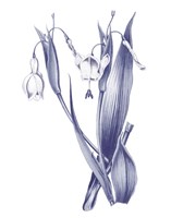 Dark Blue Botanical II Framed Print