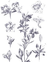 Lithograph Florals I Blue Framed Print