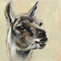 Llama Portrait Fine Art Print