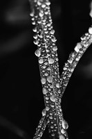 Water Droplets Fine Art Print
