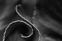 Circling Around Fine Art Print