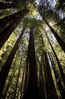 The Stand Fine Art Print