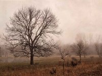 Morning Calm IV Fine Art Print