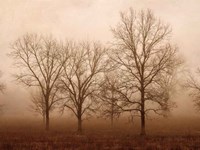 Morning Calm III Fine Art Print