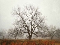 Morning Calm I Fine Art Print