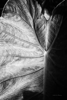 Elephant Ear I Fine Art Print