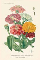 Antique Botanical XLI Light Fine Art Print