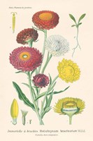 Antique Botanical XL Light Framed Print