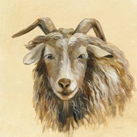 Highland Animal Sheep Framed Print