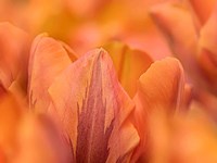 Orange Tulips Fine Art Print