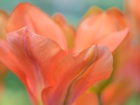 Orange Wings Tuilps Fine Art Print