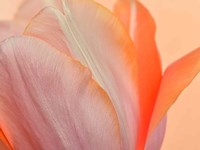 Orange Glowing Tulip Fine Art Print