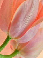 Two Orange Tulips Fine Art Print