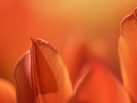 Duc van Tol Orange Tulip Fine Art Print