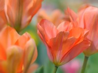 Tulip Flower Orange Wings Fine Art Print