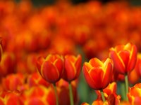 Tulips Forever Fine Art Print