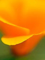 Macro Shot Of Golden California Poppy Fine Art Print