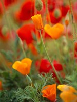 California Golden Poppies and Corn Poppies, Washington State Fine Art Print