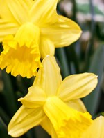 Daffodil Bundle, New York City Fine Art Print