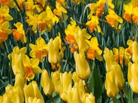 Yellow Tulips Fine Art Print