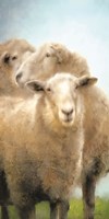 Three Sheep Portrait Fine Art Print