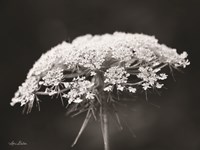 Queen Anne's Lace Fine Art Print