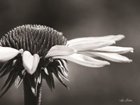 Coneflower Fine Art Print