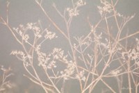 Dormant Beauty Fine Art Print