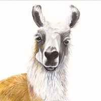 Alpaca Fine Art Print
