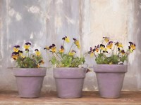 Pansy Still Life I Fine Art Print