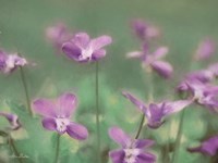 Wild Violets Fine Art Print