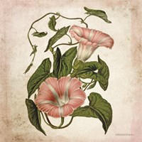 Vintage Trumpet Vine Fine Art Print
