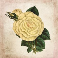 Vintage Cream Rose Fine Art Print