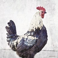 Rooster Blue Fine Art Print