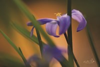 Chionodoxa I Fine Art Print