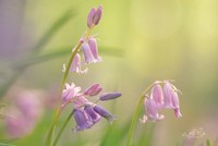 Bluebell I Fine Art Print