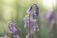 Bluebell II Fine Art Print