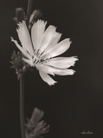 Flower Petal Wishes Fine Art Print