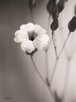 Blossoming Soul Fine Art Print