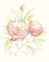 Watercolor Floral Variety II Framed Print