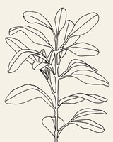 Olive Branch Contour I Framed Print